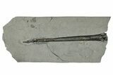 Pyritized Fossil Belemnite (Acrocoelites) - Germany #266516-1